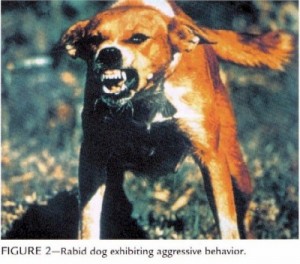stephen king rabid dog